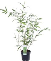 Hello Plants Phyllostachys Bissetii Bamboe - Heg Haag Plant - Ø 14 cm - Hoogte: 40 cm