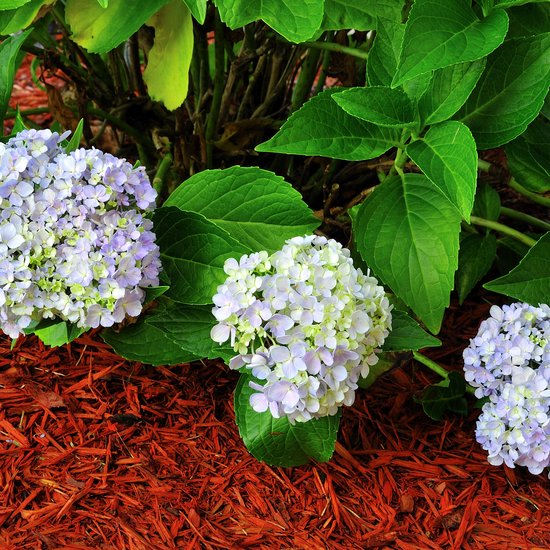 PSB 50L Wood Mulch Chip Colored Garden Chipping Flower Bark Wedding
