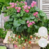 Aardbeienplanten - 'Pink Summer Breeze' 3 Stuks – Aardbeienstruik – Hangaardbeien - Zoet - Onderhoudsvriendelijk – ⌀10,5 cm - 15-20 cm - Garden Select