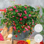 Aardbeienplanten 'Red Summer Breeze' 3 stuks - Hangaardbeien – Aardbeienstruik – Zoet - Onderhoudsvriendelijk – ⌀10,5 cm - 15-20 cm - Garden Select