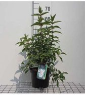Deutzia scabra 'Plena' - Bruidsbloem 60 - 80 cm in pot