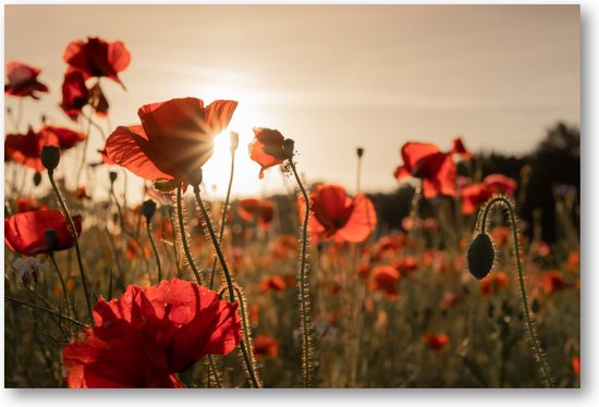 Poppy bloemen - Foto op Plexiglas 60x40