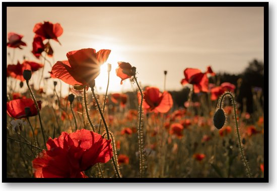 Poppy bloemen - Fotoposter 60x40 met Lijst