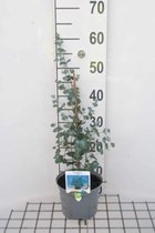 Eucalyptus gunnii - Koortsboom, Gomboom 30 - 40 cm in pot