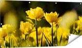 Gards Tuinposter Gele Tulpen - Bloemen - 120x60 cm - Tuindoek - Tuindecoratie - Wanddecoratie buiten - Tuinschilderij