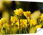 Gards Tuinposter Gele Tulpen - Bloemen - 150x100 cm - Tuindoek - Tuindecoratie - Wanddecoratie buiten - Tuinschilderij