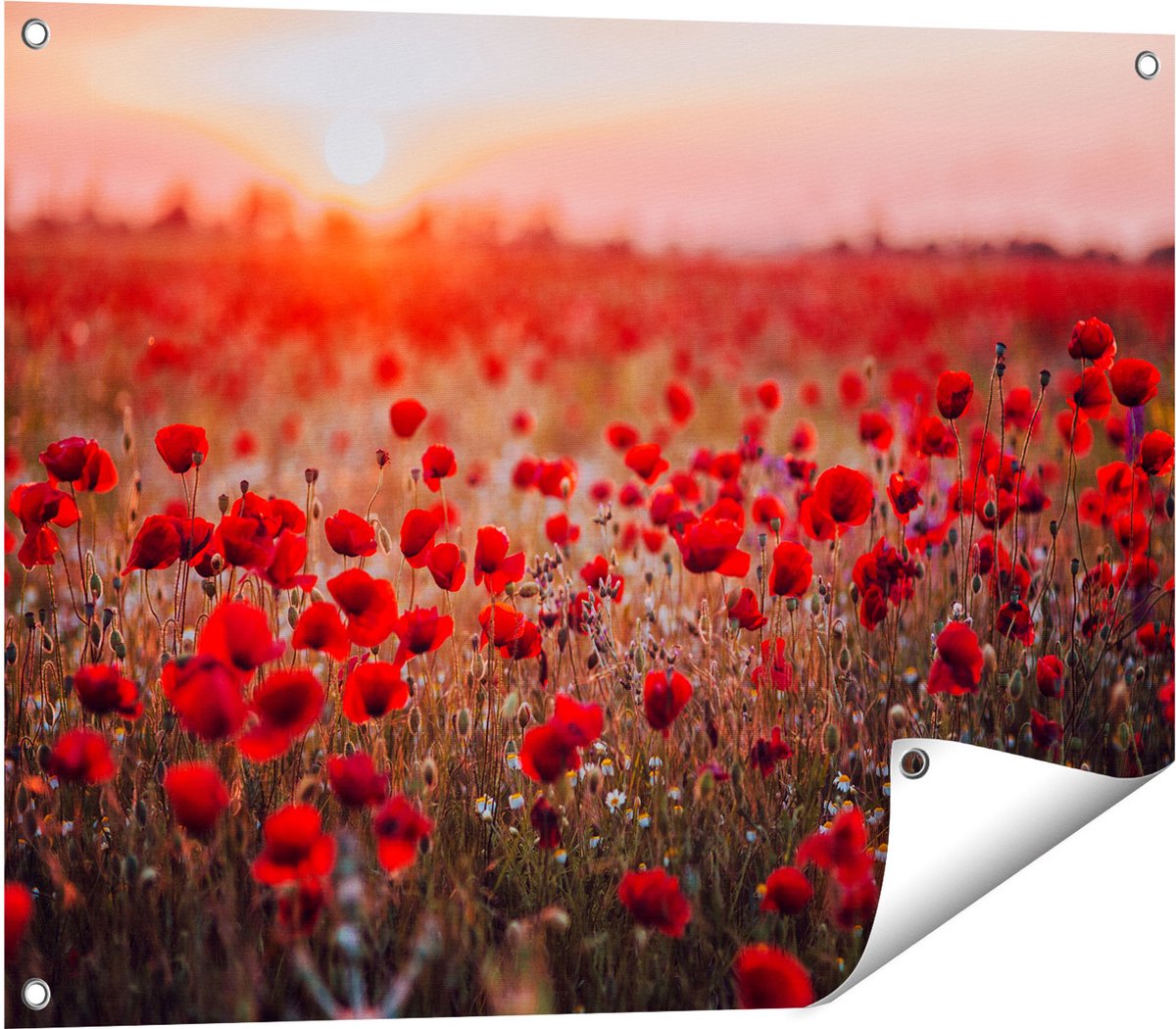 Gards Tuinposter Rode Klaprozen Bloemenveld Zonsondergang - 80x60 cm - Tuindoek - Tuindecoratie - Wanddecoratie buiten - Tuinschilderij Multikleur