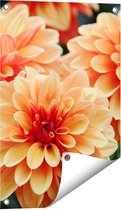 Gards Tuinposter Oranje Dahlia Bloemen - 40x60 cm - Tuindoek - Tuindecoratie - Wanddecoratie buiten - Tuinschilderij