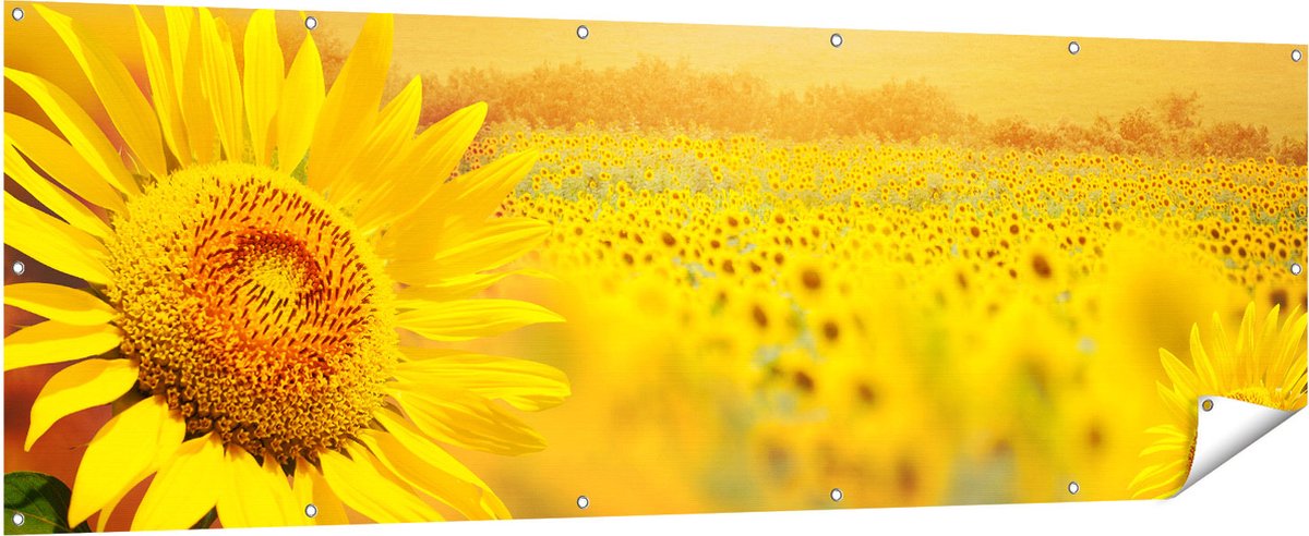 Gards Tuinposter Zonnebloemen Veld met Zonopkomst - 210x70 cm - Tuindoek - Tuindecoratie - Wanddecoratie buiten - Tuinschilderij Multikleur
