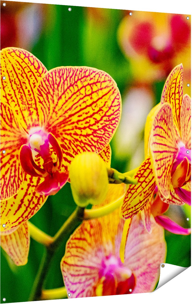 Gards Tuinposter Geel Rode Orchidee Bloemen - 120x160 cm - Tuindoek - Tuindecoratie - Wanddecoratie buiten - Tuinschilderij Multikleur