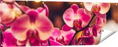Gards Tuinposter Roze Orchidee Bloemen - 150x50 cm - Tuindoek - Tuindecoratie - Wanddecoratie buiten - Tuinschilderij