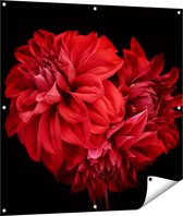 Gards Tuinposter Rode Dahlia Bloemen - 100x100 cm - Tuindoek - Tuindecoratie - Wanddecoratie buiten - Tuinschilderij
