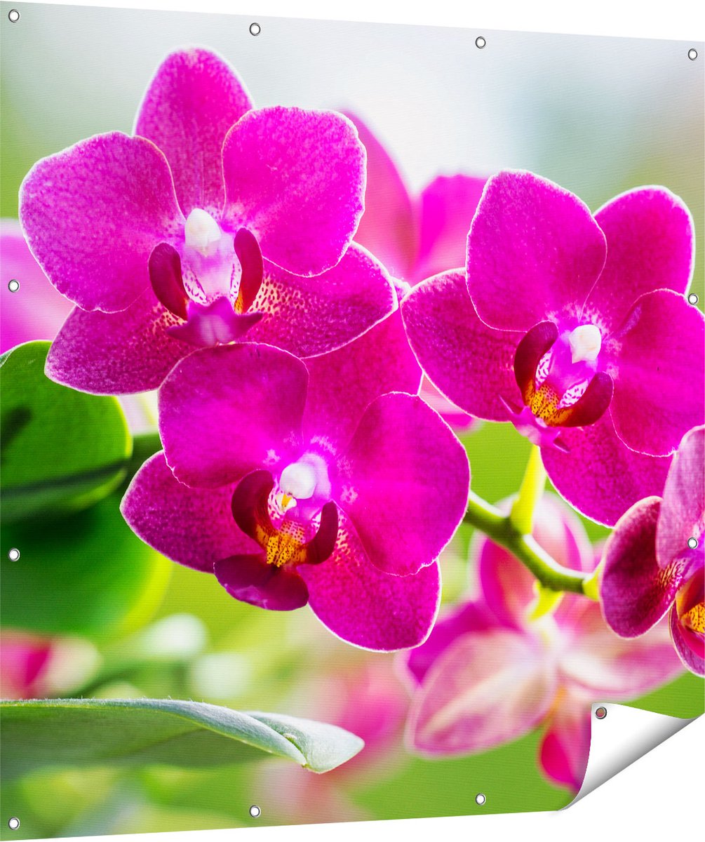 Gards Tuinposter Roze Orchidee Bloemen - 120x120 cm - Tuindoek - Tuindecoratie - Wanddecoratie buiten - Tuinschilderij Multikleur
