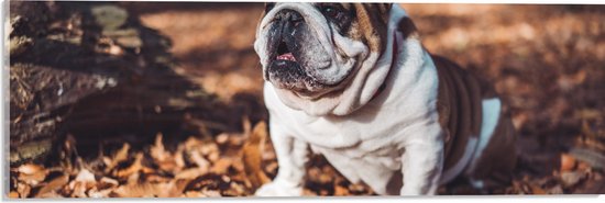 Acrylglas - Kleine Bruine met Witte Bulldog tussen de Herfstbladeren - 60x20 cm Foto op Acrylglas (Wanddecoratie op Acrylaat)