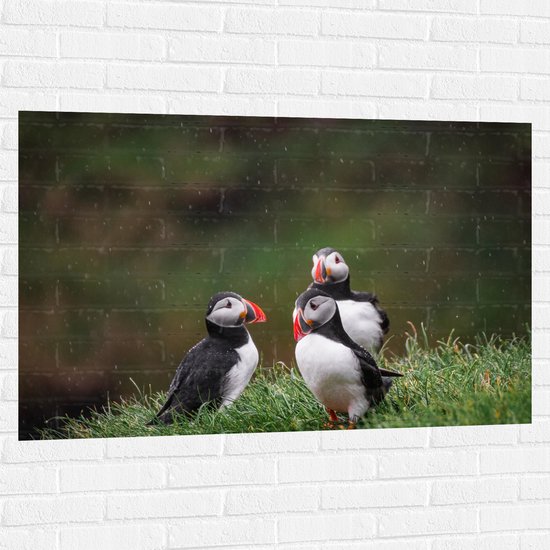 Muursticker - Groepje Papegaaiduiker Vogels in Grasveld op Regenachtige Dag - 120x80 cm Foto op Muursticker