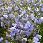 6x Klokje - Campanula cochleariifolia ‘Blue’ - Pot 9x9cm