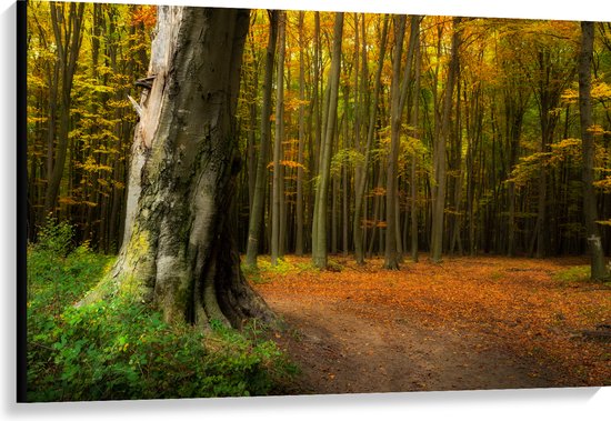 Canvas - Grote Dikke Oude Boom in het Midden van Herfstbos - 120x80 cm Foto op Canvas Schilderij (Wanddecoratie op Canvas)