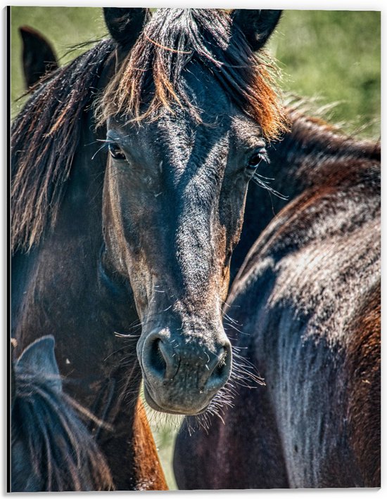 Dibond - Donkerbruin Paard tussen de Kudde in het Grasveld - 30x40 cm Foto op Aluminium (Met Ophangsysteem)