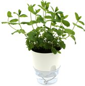 PlantaBit - PlantaHerb - Pot à herbes automatique - Pot de fleurs à arrosage automatique - Pot à herbes à arrosage automatique - Pot à plantes à arrosage automatique - Wit - Transparent