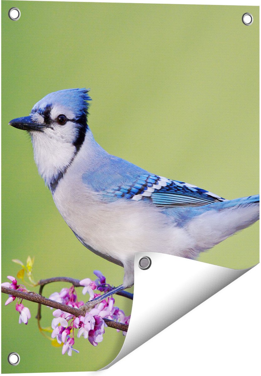 Gards Tuinposter Blauwe Gaai Vogel op een Tak - Kleur - 40x50 cm - Tuindoek - Tuindecoratie - Wanddecoratie buiten - Tuinschilderij Multikleur