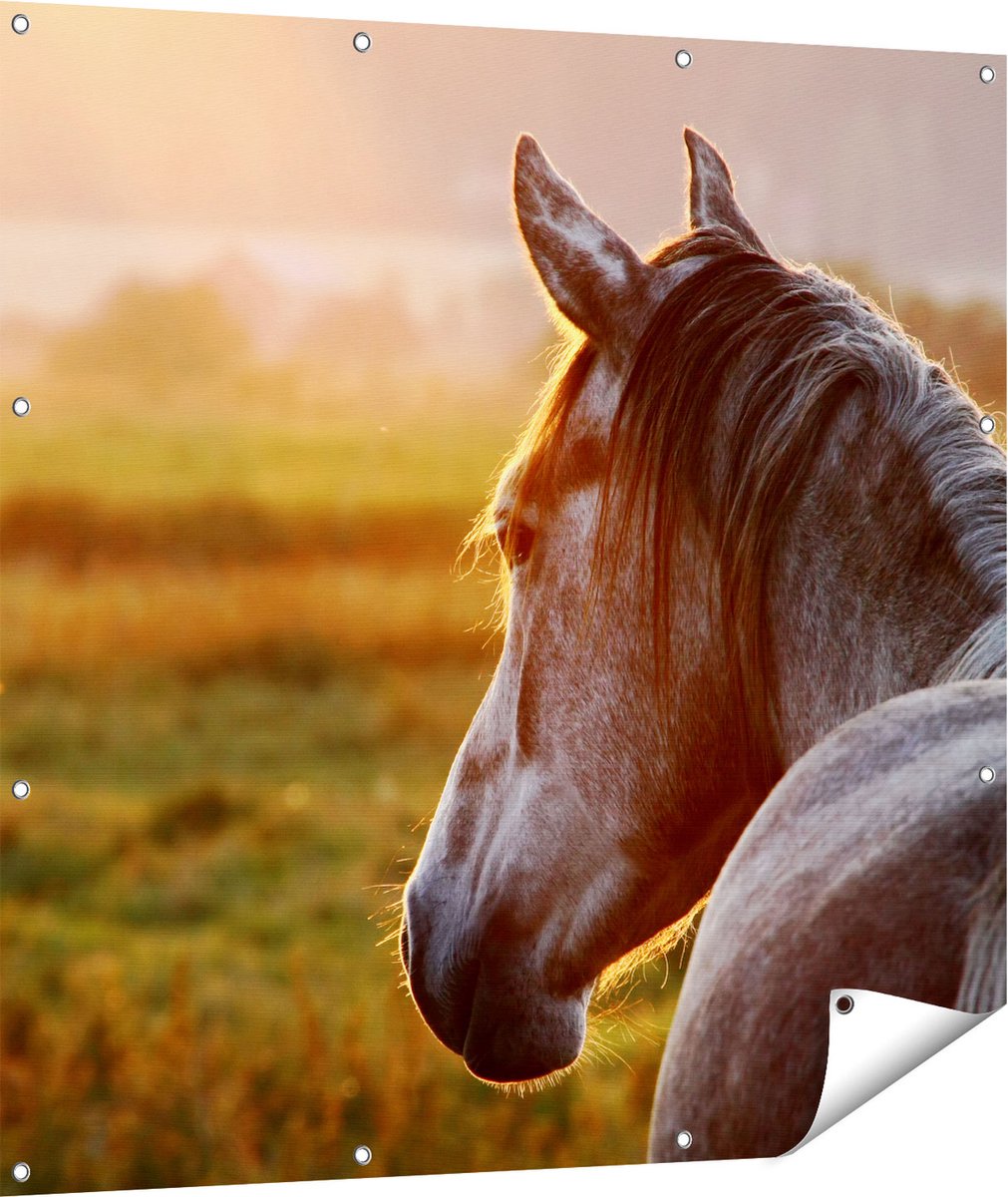 Gards Tuinposter Paard in de Weide tijdens Zonsondergang - 110x110 cm - Tuindoek - Tuindecoratie - Wanddecoratie buiten - Tuinschilderij Multikleur