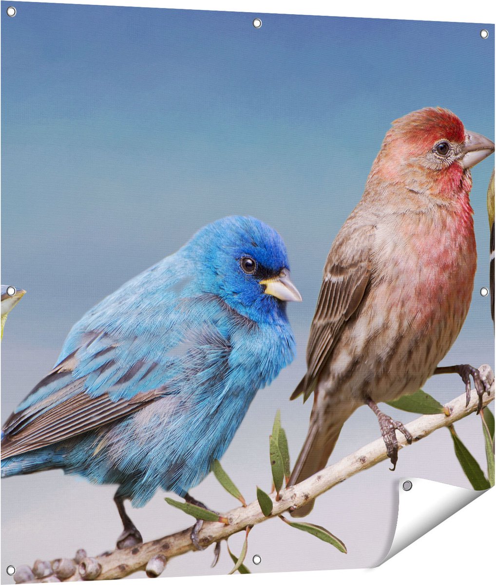 Gards Tuinposter Kleurrijke Zangvogels op een Tak - Kleur - 100x100 cm - Tuindoek - Tuindecoratie - Wanddecoratie buiten - Tuinschilderij Multikleur