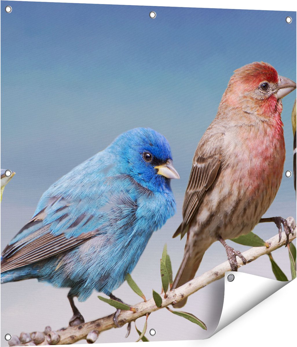 Gards Tuinposter Kleurrijke Zangvogels op een Tak - Kleur - 80x80 cm - Tuindoek - Tuindecoratie - Wanddecoratie buiten - Tuinschilderij Multikleur