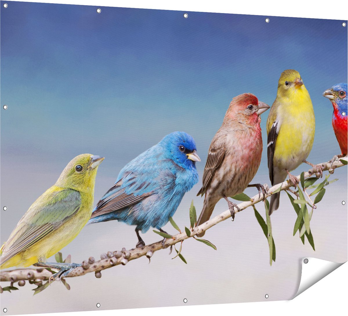 Gards Tuinposter Kleurrijke Zangvogels op een Tak - Kleur - 160x120 cm - Tuindoek - Tuindecoratie - Wanddecoratie buiten - Tuinschilderij Multikleur