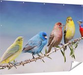 Gards Tuinposter Kleurrijke Zangvogels op een Tak - Kleur - 160x120 cm - Tuindoek - Tuindecoratie - Wanddecoratie buiten - Tuinschilderij