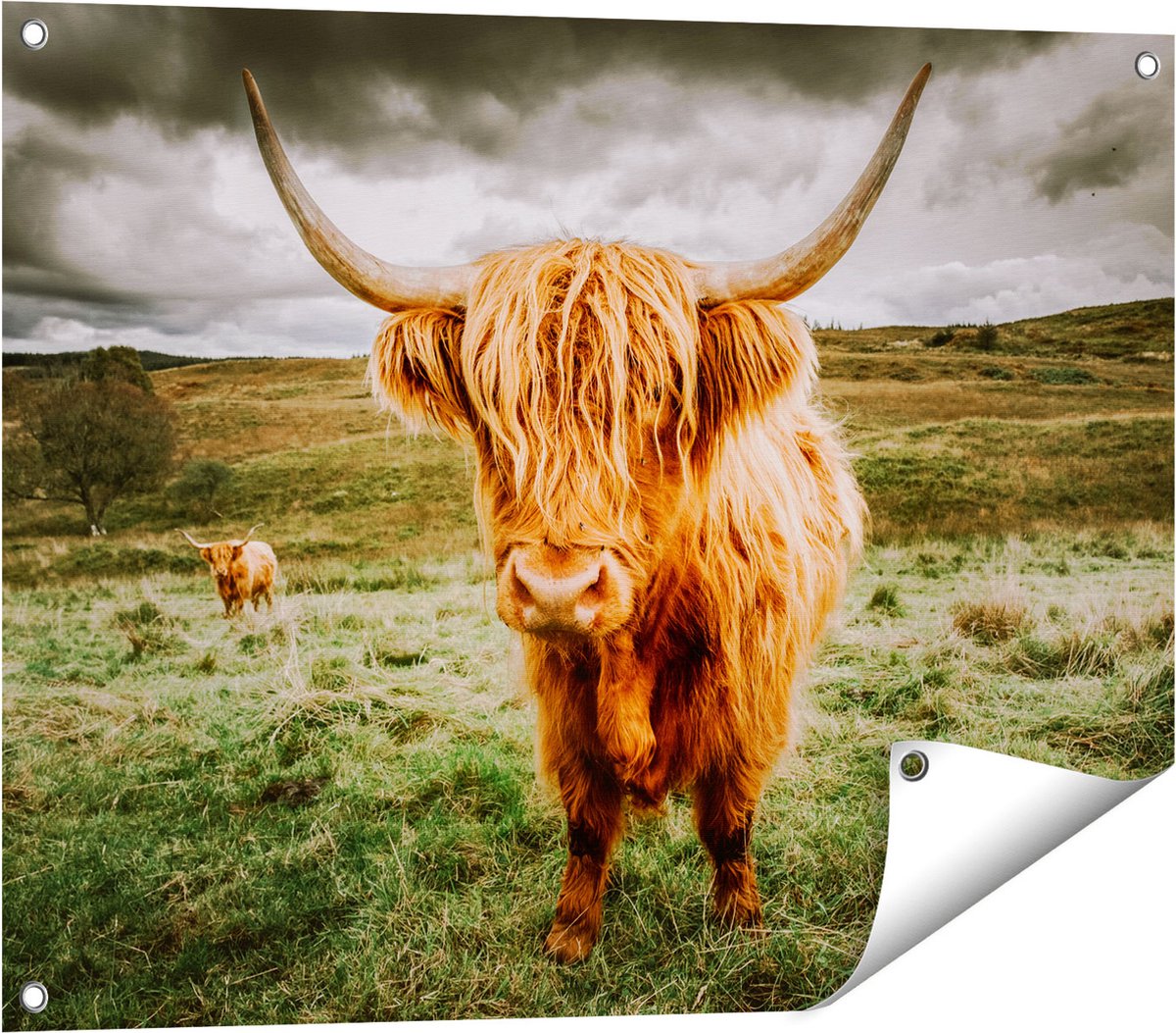 Gards Tuinposter Schotse Hooglanders in de Wei - Kleur - 80x60 cm - Tuindoek - Tuindecoratie - Wanddecoratie buiten - Tuinschilderij Multikleur