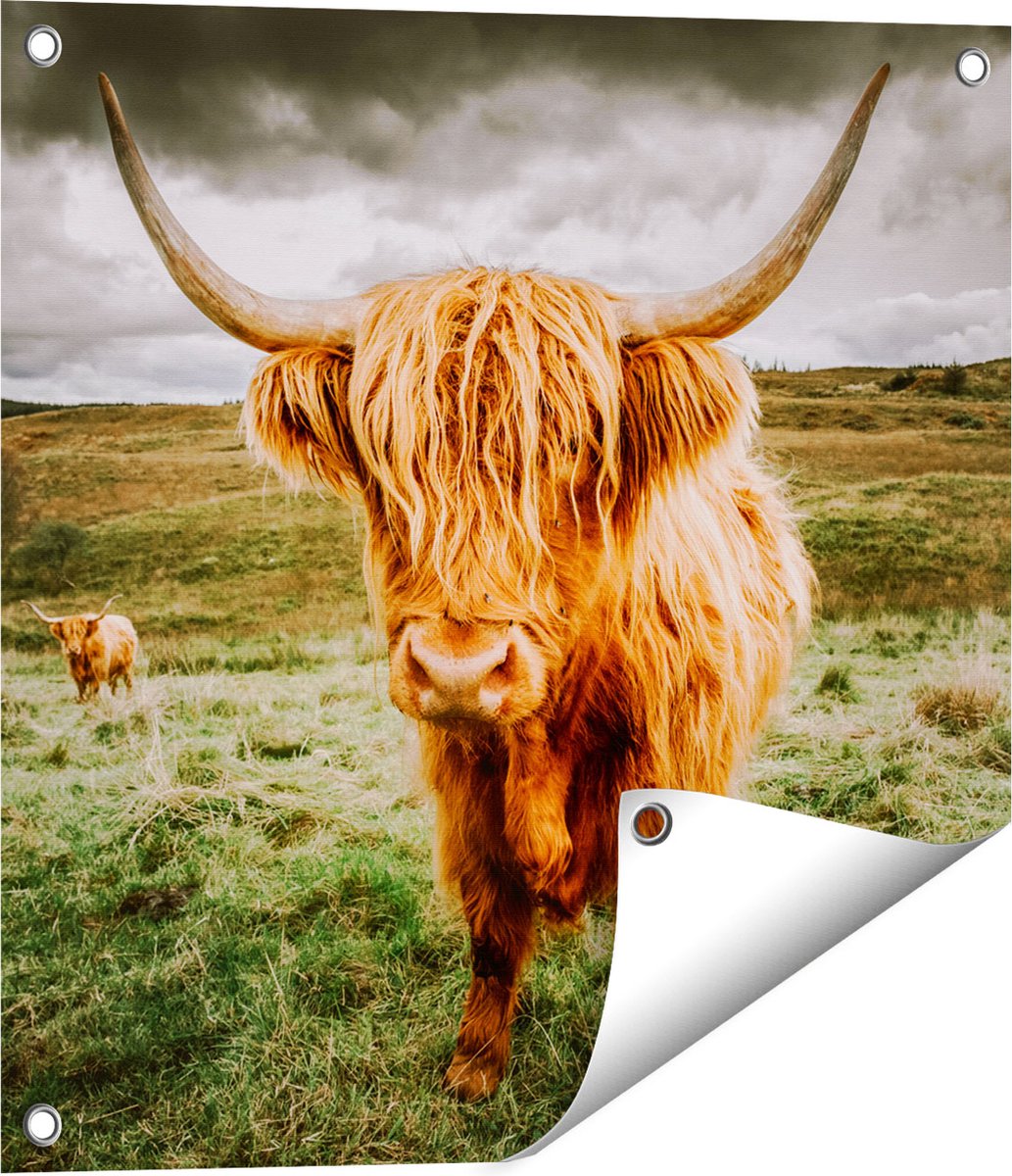 Gards Tuinposter Schotse Hooglanders in de Wei - Kleur - 50x50 cm - Tuindoek - Tuindecoratie - Wanddecoratie buiten - Tuinschilderij Multikleur