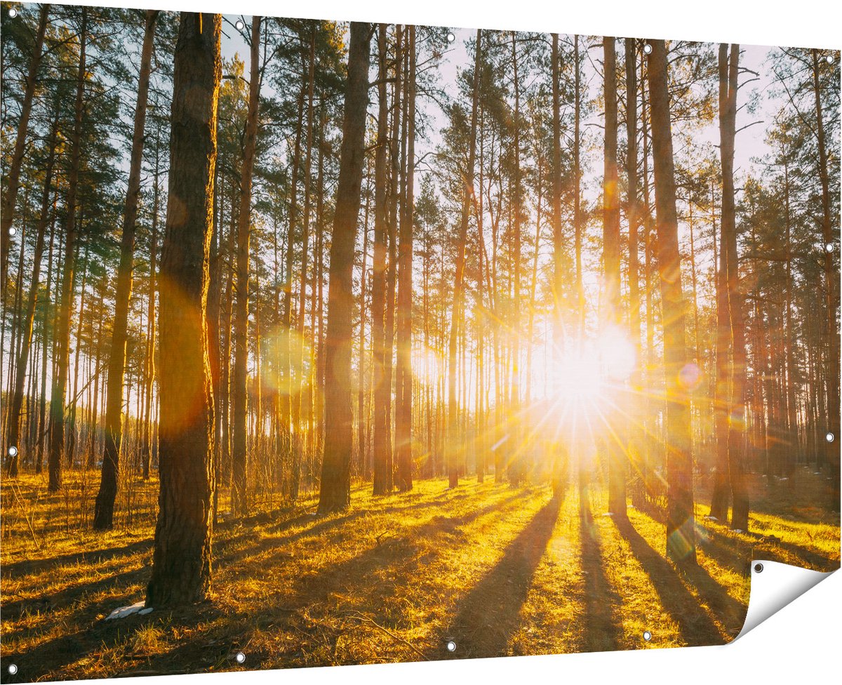 Gards Tuinposter Zonsopkomst in het Bos tussen de Bomen - 180x120 cm - Tuindoek - Tuindecoratie - Wanddecoratie buiten - Tuinschilderij Multikleur