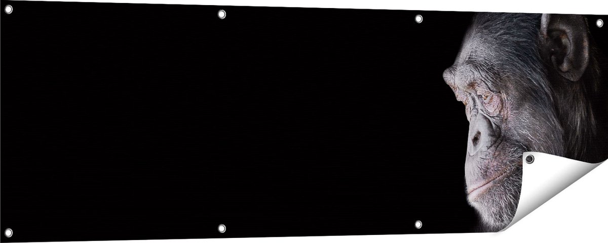 Gards Tuinposter Chimpansee Aap op Zwart Achtergrond - 150x50 cm - Tuindoek - Tuindecoratie - Wanddecoratie buiten - Tuinschilderij Multikleur
