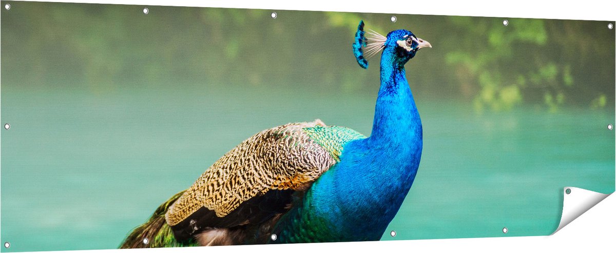 Gards Tuinposter Kleurrijke Pauw bij het Water - 210x70 cm - Tuindoek - Tuindecoratie - Wanddecoratie buiten - Tuinschilderij Multikleur