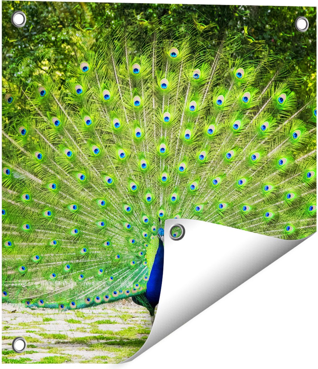 Gards Tuinposter Pauw met Grote Kleurrijke Veren - 40x40 cm - Tuindoek - Tuindecoratie - Wanddecoratie buiten - Tuinschilderij Multikleur