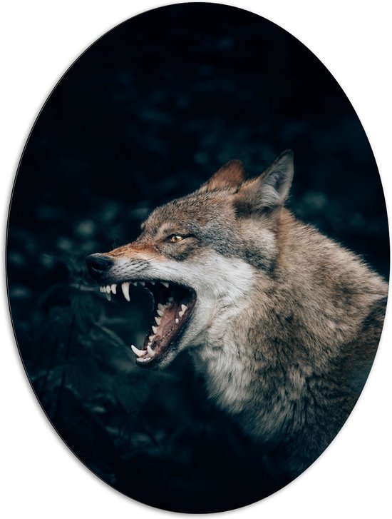 Dibond Ovaal - Angstaanjagende Wolf met Scherpe Tanden in Donker Bos - 81x108 cm Foto op Ovaal (Met Ophangsysteem)