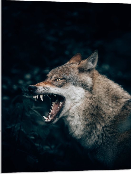 Acrylglas - Angstaanjagende Wolf met Scherpe Tanden in Donker Bos - 60x80 cm Foto op Acrylglas (Wanddecoratie op Acrylaat)