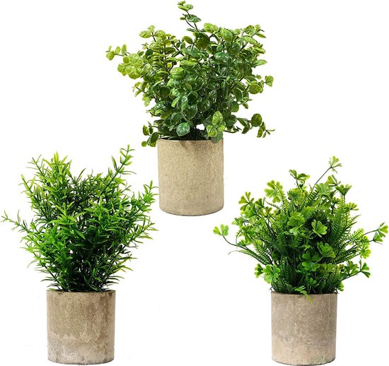 Set van 3 Groen Assortiment Shamrock Buxus en Rozemarijn Planten Plastic in Papieren Potten voor Thuiskantoor Tuin