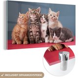 MuchoWow® Glasschilderij 40x20 cm - Schilderij acrylglas - Kittens - Blauw - Roze - Meisjes - Kinderen - Jongens - Kind - Foto op glas - Schilderijen