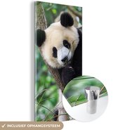 MuchoWow® Glasschilderij 20x40 cm - Schilderij acrylglas - Panda - Dieren - Jungle - Natuur - Foto op glas - Schilderijen