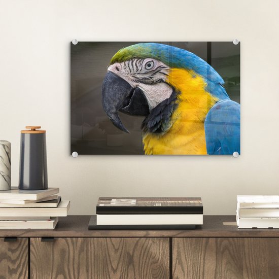 Tirage photo ara bleu et jaune sur Verre 30x20 cm - petit - Tirage photo sur verre (décoration murale en plexiglas)