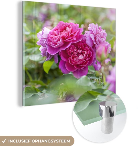 MuchoWow® Glasschilderij 90x90 cm - Schilderij acrylglas - Roze rozen groeien in de wijde natuur - Foto op glas - Schilderijen