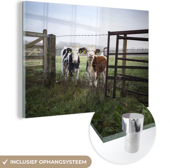 Deux jeunes vaches frisonnes derrière une clôture en fil de fer barbelé Plexiglas 60x40 cm - Tirage photo sur Glas (décoration murale en plexiglas)