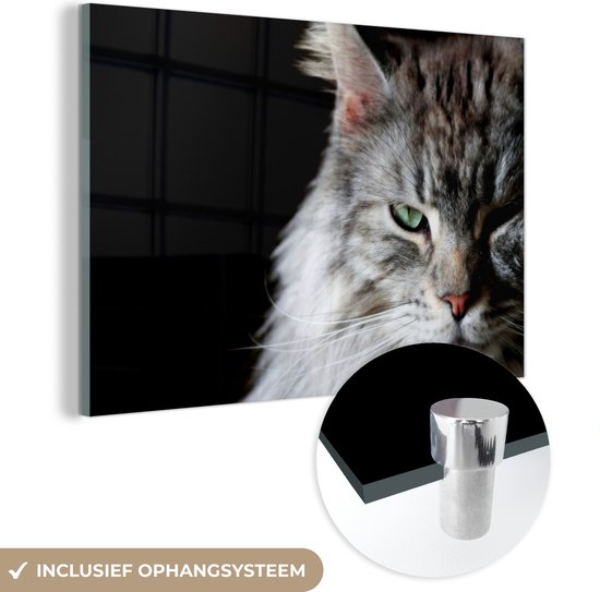 Portrait d'un chat Maine Coon couleur grise Plexiglas 180x120 cm - Tirage photo sur Glas (décoration murale plexiglas) XXL / Groot format!