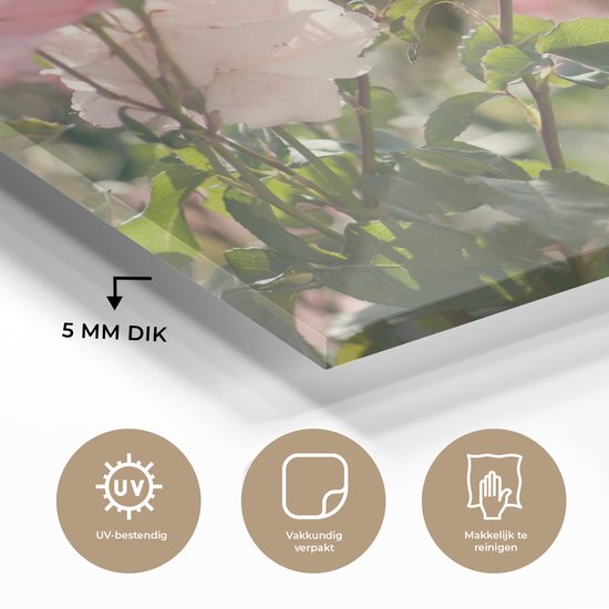 MuchoWow® Peinture sur Verre - Roses - Fleurs - Rose - 90x60 cm - Peintures sur Verre Peintures - Photo sur Glas