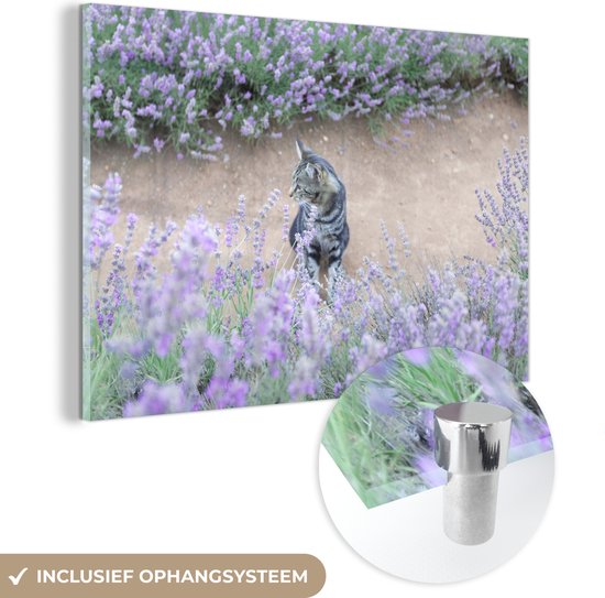 MuchoWow® Glasschilderij 90x60 cm - Schilderij acrylglas - Lavendel - Kat - Bloemen - Struik - Foto op glas - Schilderijen