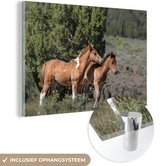 MuchoWow® Glasschilderij 150x100 cm - Schilderij acrylglas - Paarden - Veulen - Gras - Foto op glas - Schilderijen