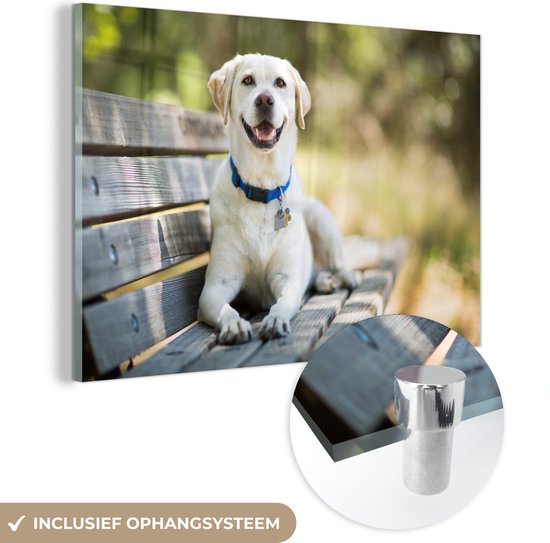 Labrador Retriever sur un banc Verre 120x80 cm - Tirage photo sur verre (Décoration murale en plexiglas)