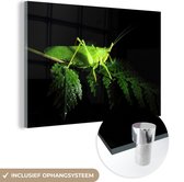 MuchoWow® Glasschilderij 150x100 cm - Schilderij acrylglas - Sabelspringhaan op zwarte achtergrond - Foto op glas - Schilderijen