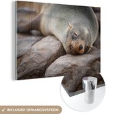 MuchoWow® Glasschilderij 90x60 cm - Schilderij acrylglas - Close-up van een slapende zeehond - Foto op glas - Schilderijen